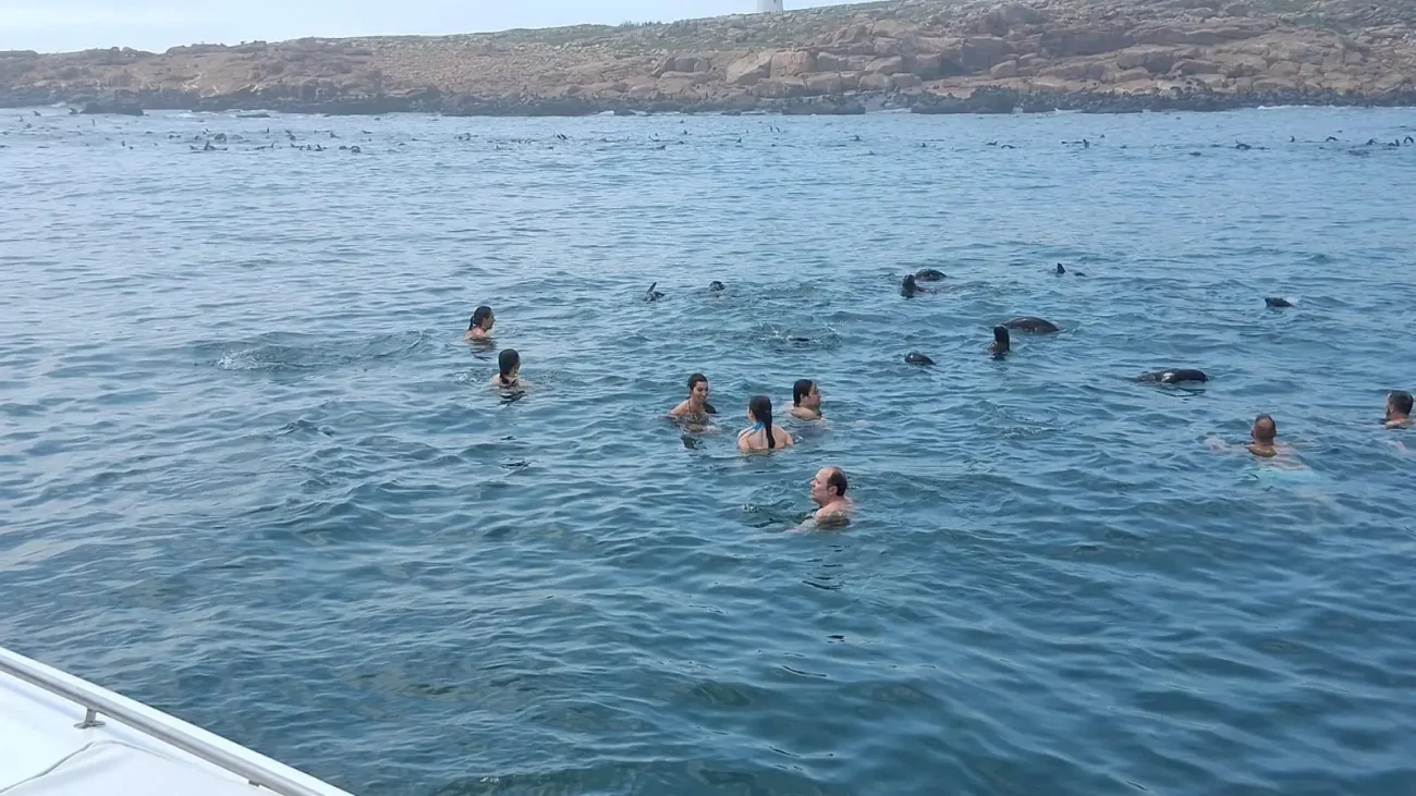 Grupo nadando com lobos-marinhos na parada em frente à Ilha dos Lobos