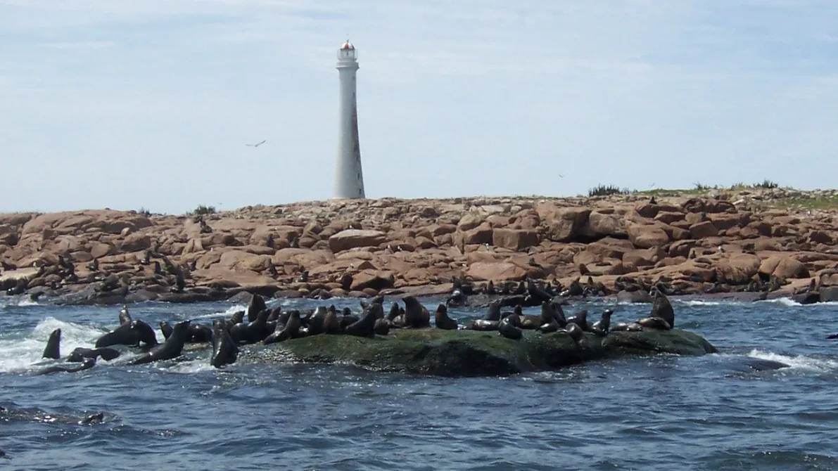 Sea lions on the rocks of Isla de Lobos with the lighthouse behind, Punta del Este