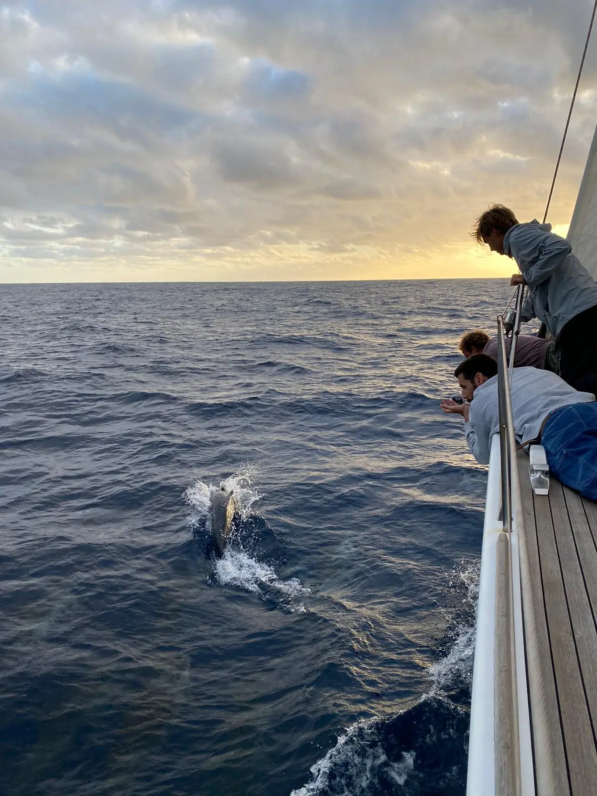 Guests watching a dolphin from the sailboat's deck at sunset